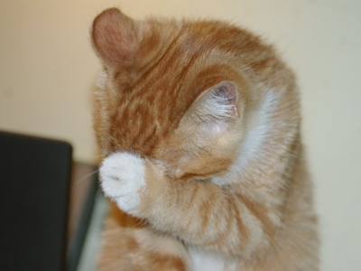 1457331452347802.png 猫咪洗脸.png