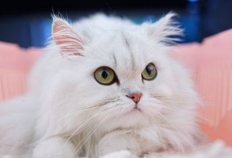 1473326168275909.jpg 金吉拉猫.jpg