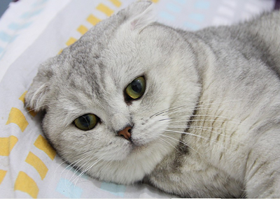 1474437539622679.png 英短猫咪.png
