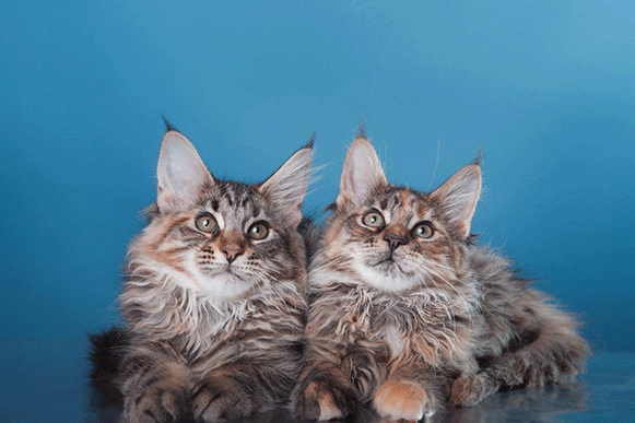 1509693157446759.gif szdsfghj.gif
