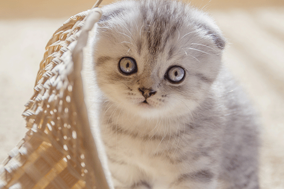1513236652473423.gif ghuy7u.gif
