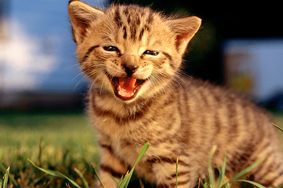 1517820596989561.gif kllllllllllllllllui.gif